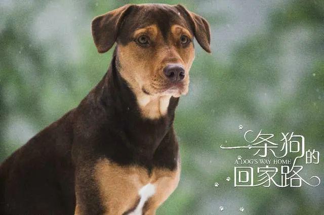 一条狗的回家路是怎么拍摄的-一条狗的回家路怎么拍摄出来的效果解析