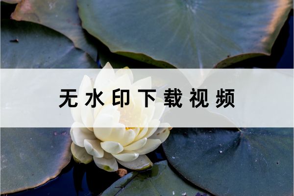 如何无水印下载视频?分享两个一学就会的方法